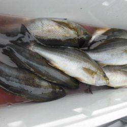 大進丸(愛知) 釣果