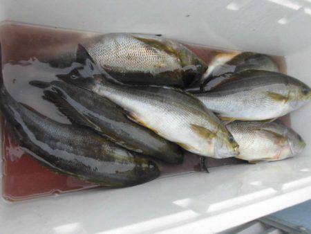 大進丸(愛知) 釣果