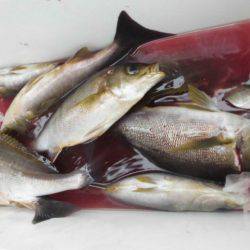 大進丸(愛知) 釣果