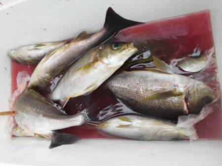 大進丸(愛知) 釣果