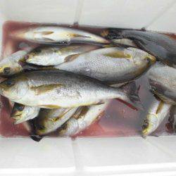 大進丸(愛知) 釣果