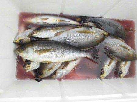 大進丸(愛知) 釣果