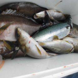 大進丸(愛知) 釣果