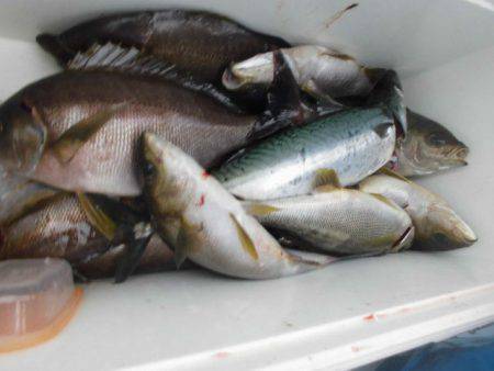 大進丸(愛知) 釣果