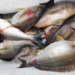 大進丸(愛知) 釣果