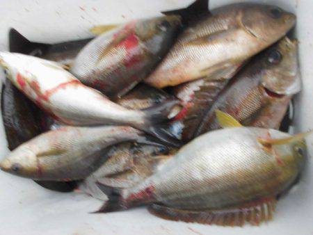 大進丸(愛知) 釣果