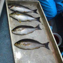 大進丸(愛知) 釣果