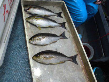 大進丸(愛知) 釣果