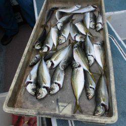 大進丸（愛知） 釣果