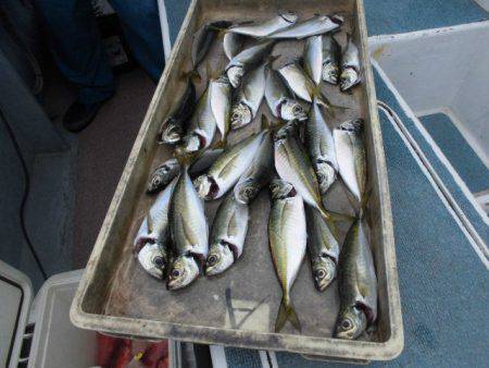 大進丸（愛知） 釣果