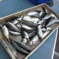 大進丸（愛知） 釣果