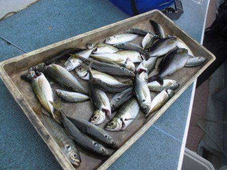 大進丸（愛知） 釣果