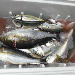 大進丸（愛知） 釣果