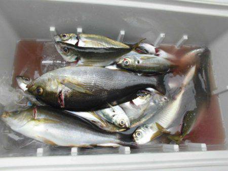 大進丸（愛知） 釣果