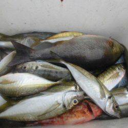 大進丸（愛知） 釣果