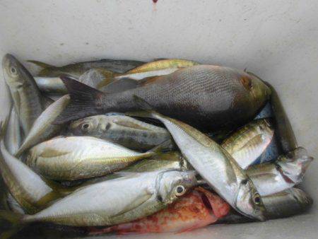 大進丸（愛知） 釣果