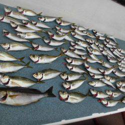 大進丸（愛知） 釣果