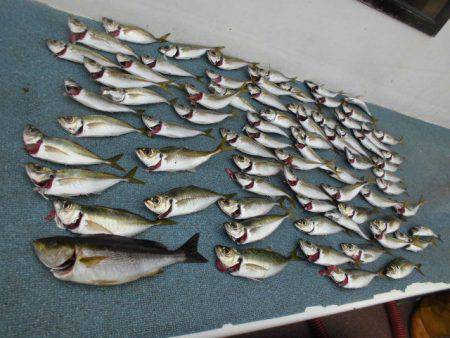 大進丸（愛知） 釣果