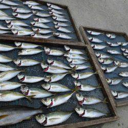 大進丸（愛知） 釣果