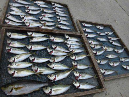 大進丸（愛知） 釣果