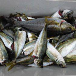 大進丸（愛知） 釣果