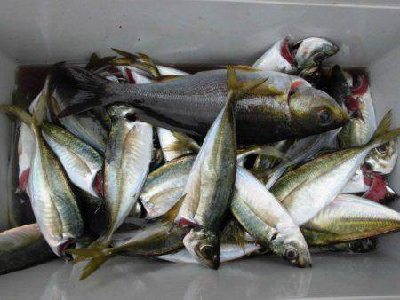 大進丸（愛知） 釣果