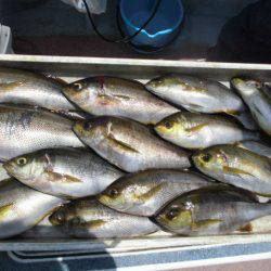 大進丸(愛知) 釣果