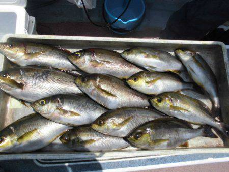 大進丸(愛知) 釣果