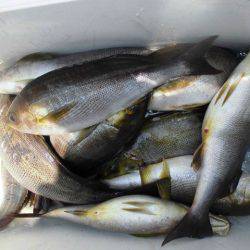 大進丸(愛知) 釣果