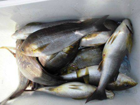 大進丸(愛知) 釣果