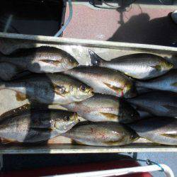 大進丸(愛知) 釣果