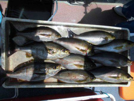 大進丸(愛知) 釣果