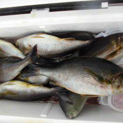 大進丸(愛知) 釣果