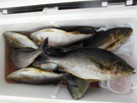 大進丸(愛知) 釣果