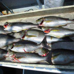 大進丸(愛知) 釣果