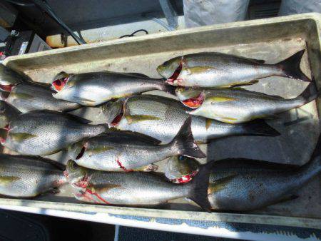 大進丸(愛知) 釣果