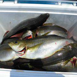 大進丸(愛知) 釣果