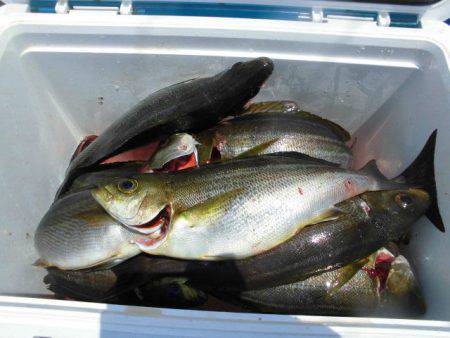 大進丸(愛知) 釣果