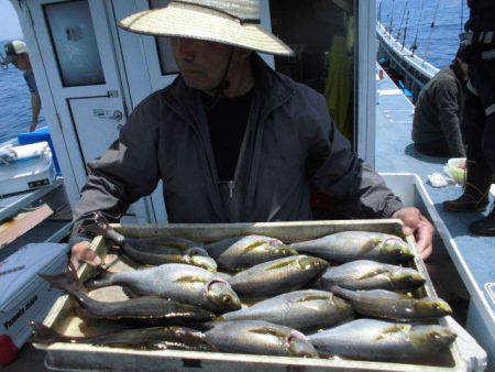 大進丸(愛知) 釣果