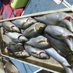 大進丸(愛知) 釣果