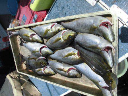 大進丸(愛知) 釣果