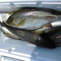 大進丸(愛知) 釣果