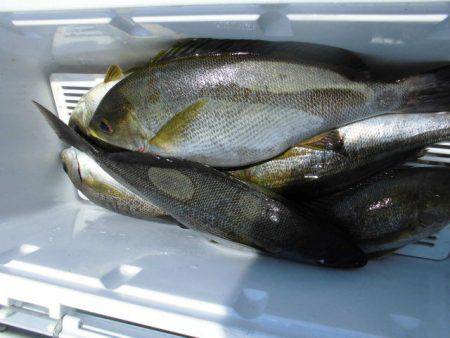 大進丸(愛知) 釣果