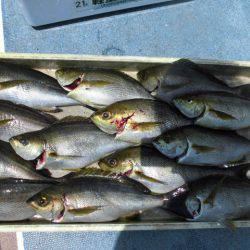 大進丸(愛知) 釣果