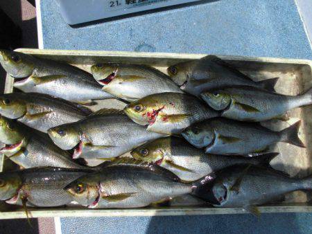 大進丸(愛知) 釣果