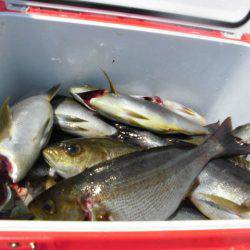 大進丸(愛知) 釣果