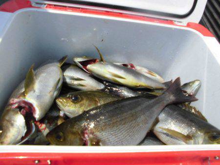 大進丸(愛知) 釣果