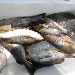 大進丸(愛知) 釣果