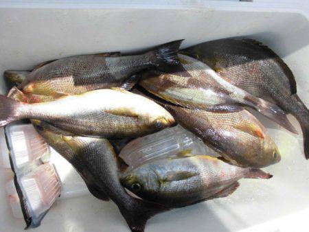 大進丸(愛知) 釣果