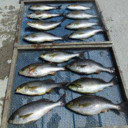 大進丸(愛知) 釣果